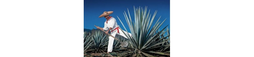 Tequila Plata, Reposado y Anhejo