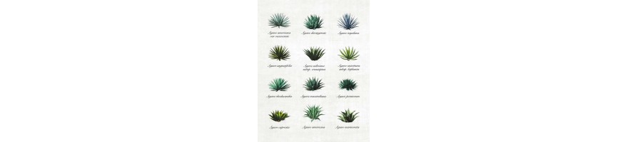 Mezcal Joven